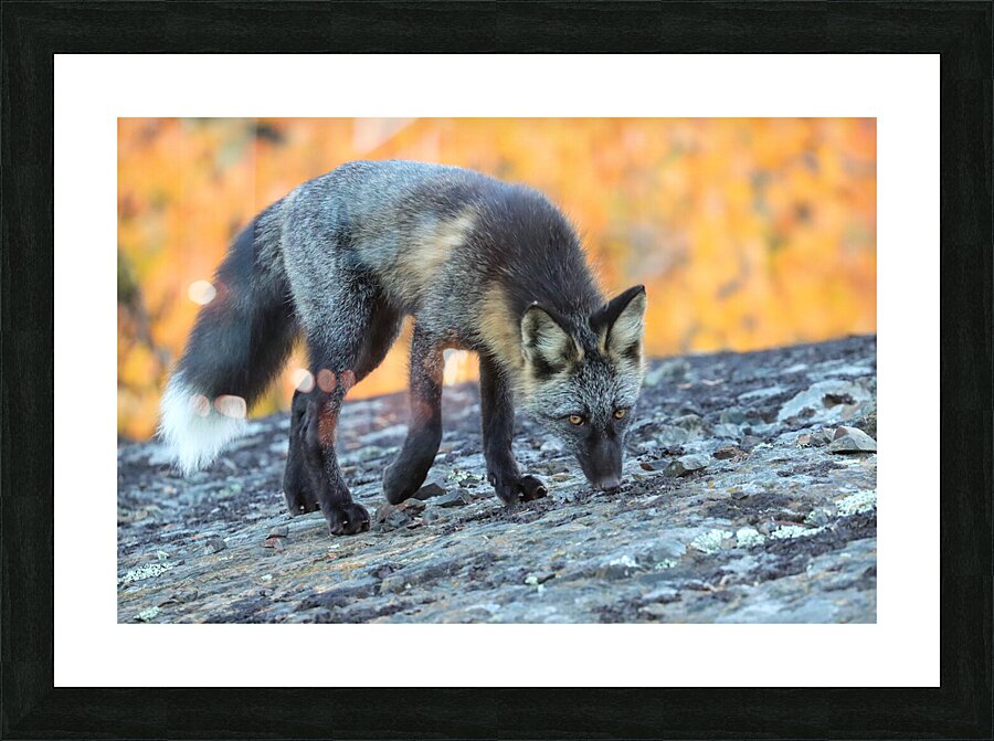Autumn Crossfox Picture Frame print