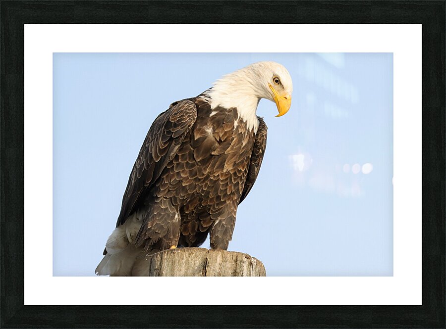 Bald Eagle portrait Picture Frame print