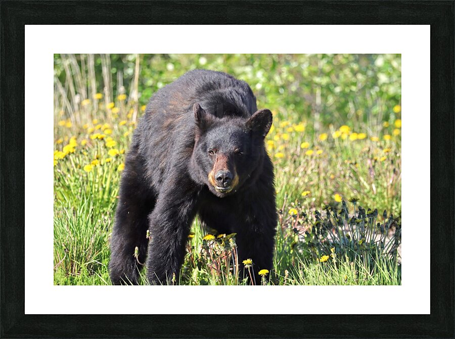 Black Bear Enjoying dandelions Picture Frame print