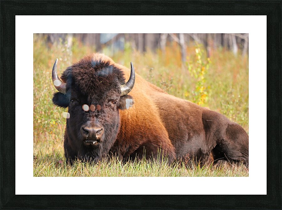 Friendly Giant   Wood Bison Picture Frame print