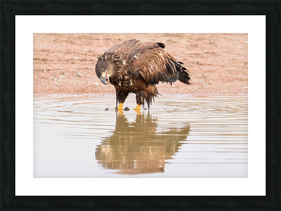 Juvenile Bald Eagle Reflection Picture Frame print