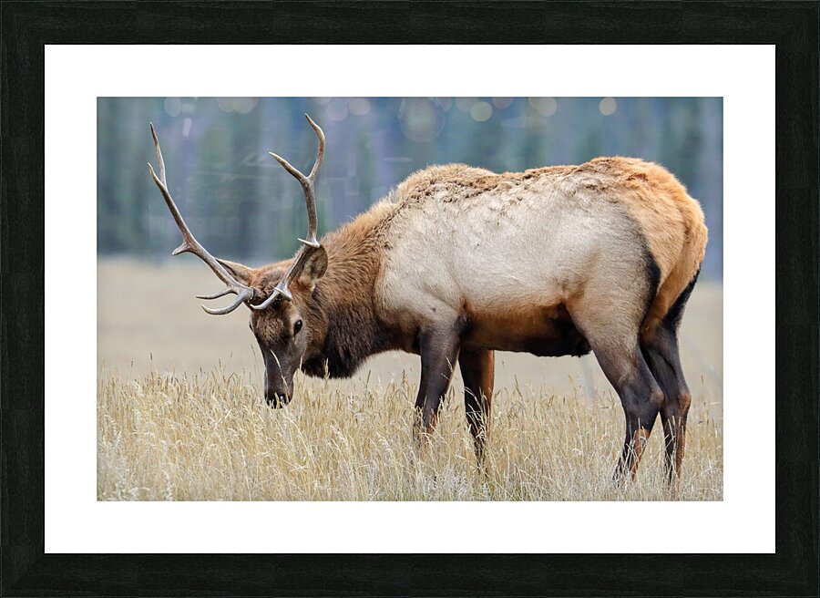 Jasper Elk Picture Frame print