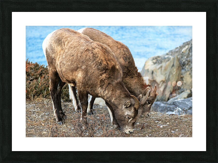 Young Mountain Rams Picture Frame print