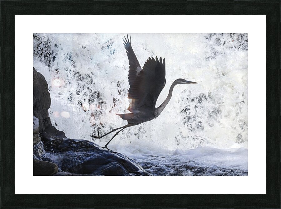 Blue Heron flight Takeoff Picture Frame print