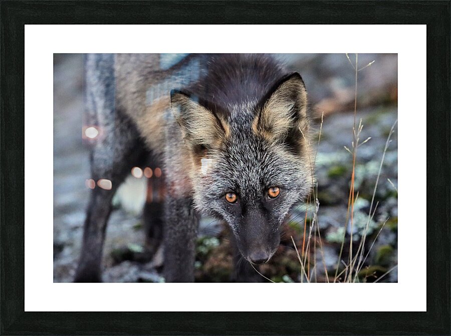 Fox Staredown Picture Frame print