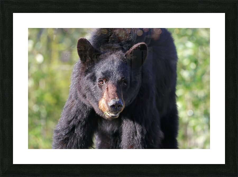 Black Bear Portrait Picture Frame print