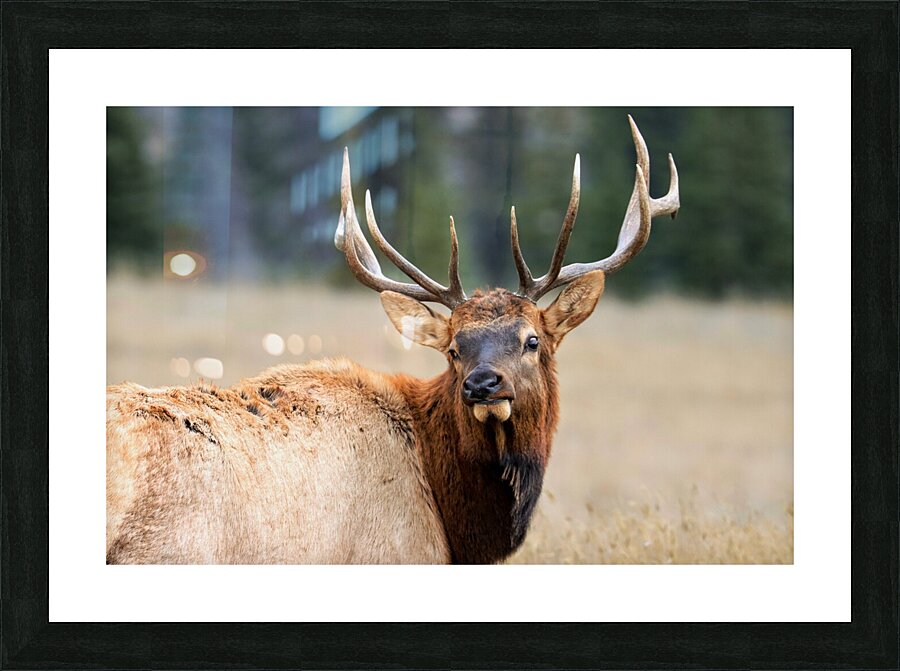 Elk Staredown Picture Frame print