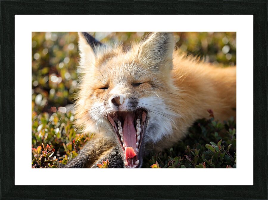 Fox Yawning Picture Frame print
