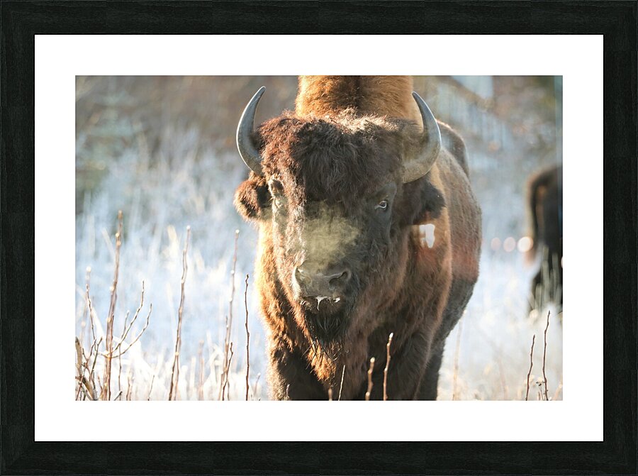 Wood Bison in Morning Frost Picture Frame print