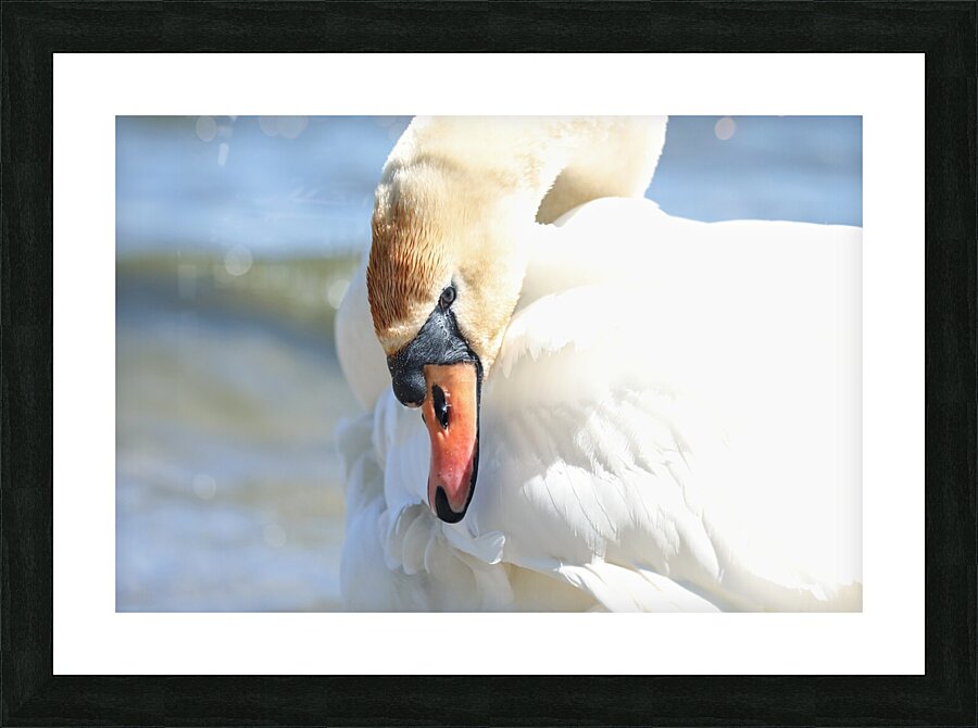 Swan Portrait Picture Frame print