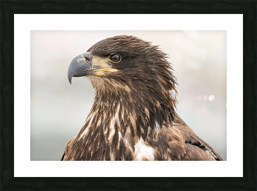 Juvenile Bald Eagle Portrait Picture Frame print