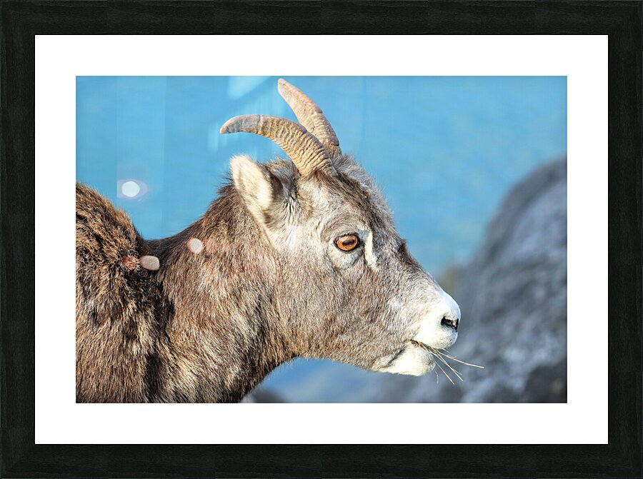 Mountain Ram Portrait Picture Frame print