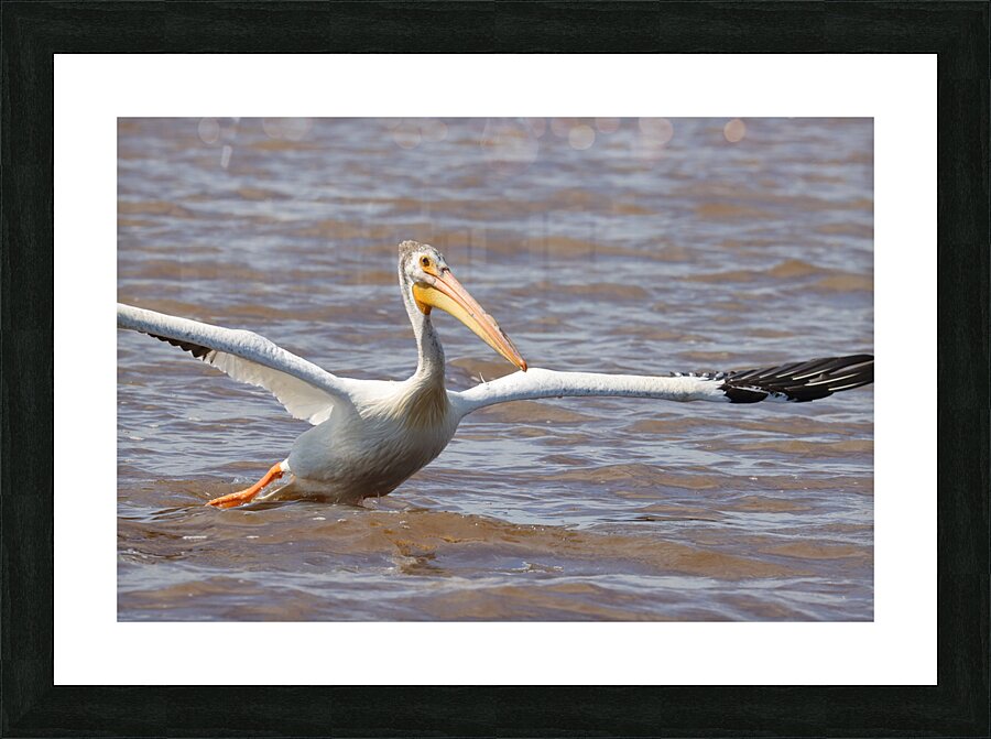 Pelican Takeoff Picture Frame print