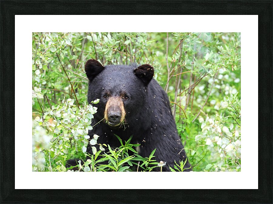 Black Bear Eating Picture Frame print