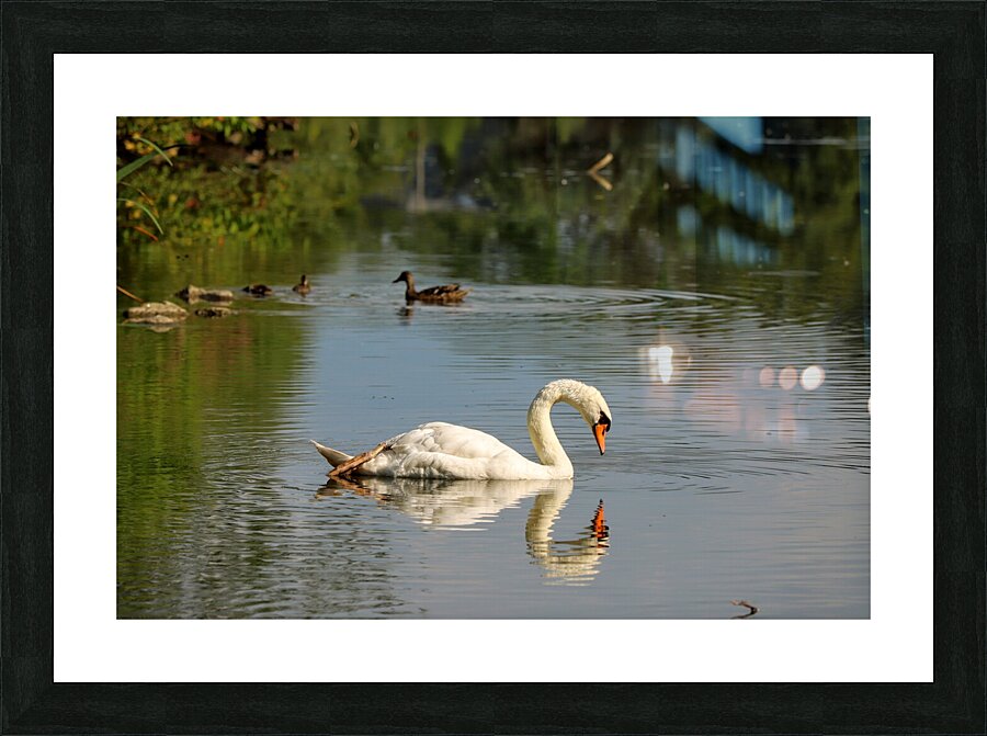 Swan Mirror reflections Picture Frame print