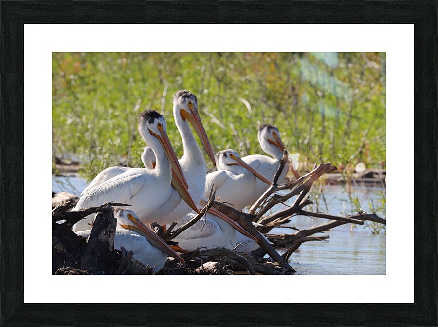 Pelicans relaxing along the Hay River  NWT Picture Frame print