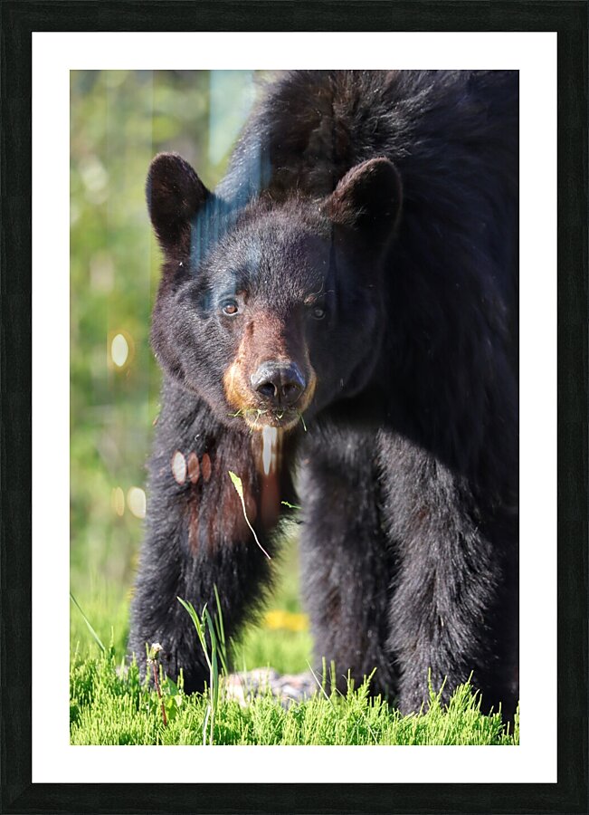 Black Bear Staredown Picture Frame print
