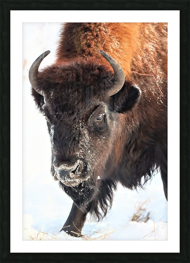 Winter Bison Portrait Picture Frame print