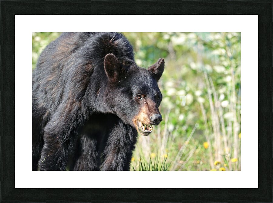 Black Bear eating grass Picture Frame print