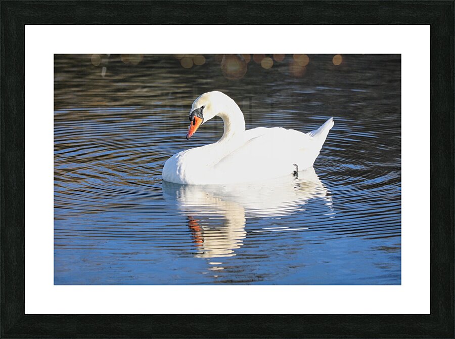 Summer Swan Reflection Picture Frame print