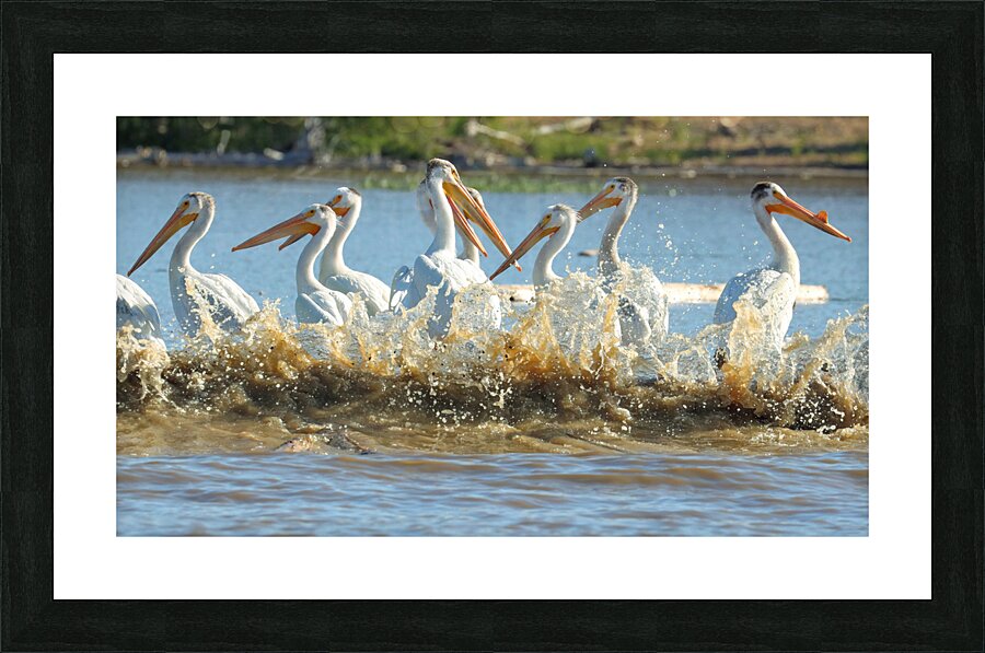 Pelicans in the Waves Picture Frame print