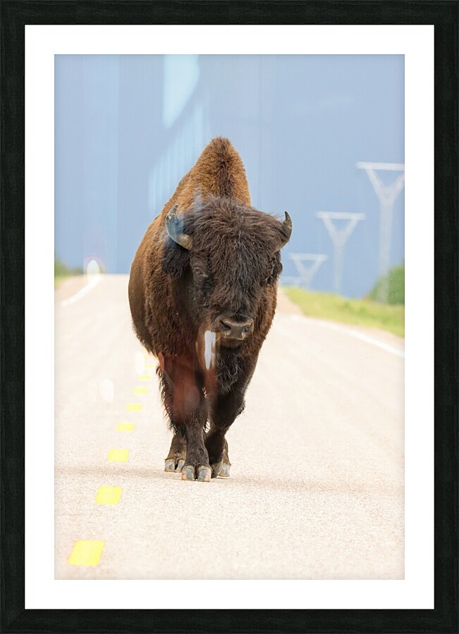 Big Boss of the Road   Wood Bison Picture Frame print