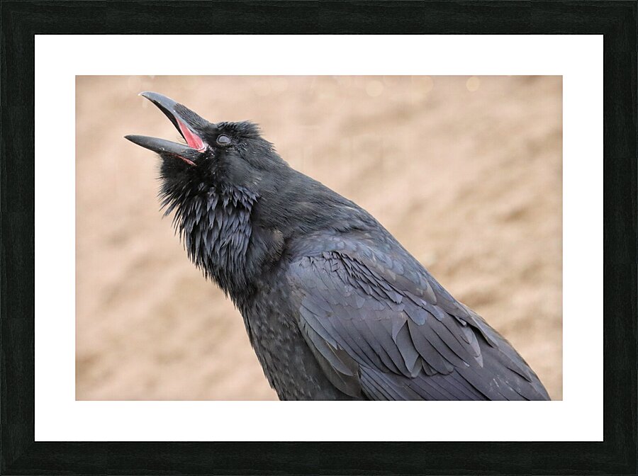 Raven singing Picture Frame print