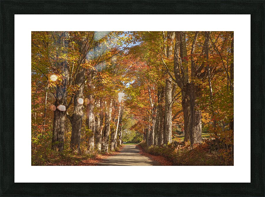 Lovers Lane Autumn Splendor Picture Frame print