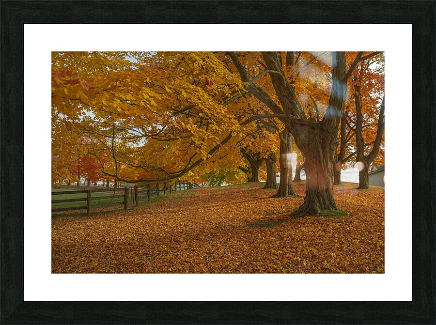 Autumn Farm Maple Pathway  Picture Frame print