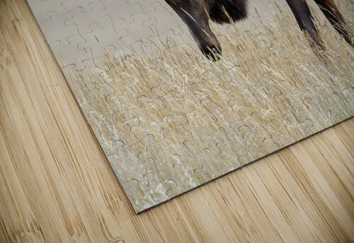 Jasper Elk Daniel Pekar Photography puzzle