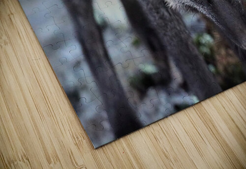 Fox Staredown Daniel Pekar Photography puzzle