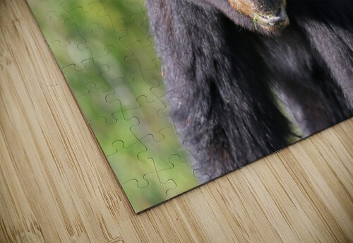 Black Bear Portrait Daniel Pekar Photography puzzle