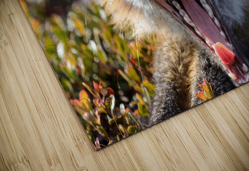 Fox Yawning Daniel Pekar Photography puzzle