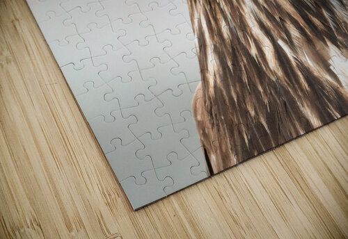 Juvenile Bald Eagle Portrait Daniel Pekar Photography puzzle