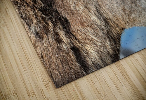 Mountain Ram Portrait Daniel Pekar Photography puzzle