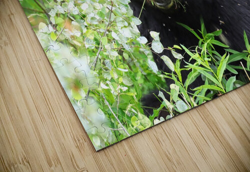 Black Bear Eating Daniel Pekar Photography puzzle