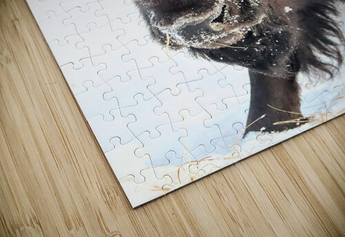 Winter Bison Portrait Daniel Pekar Photography puzzle