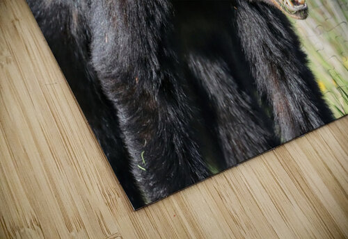 Black Bear eating grass Daniel Pekar Photography puzzle