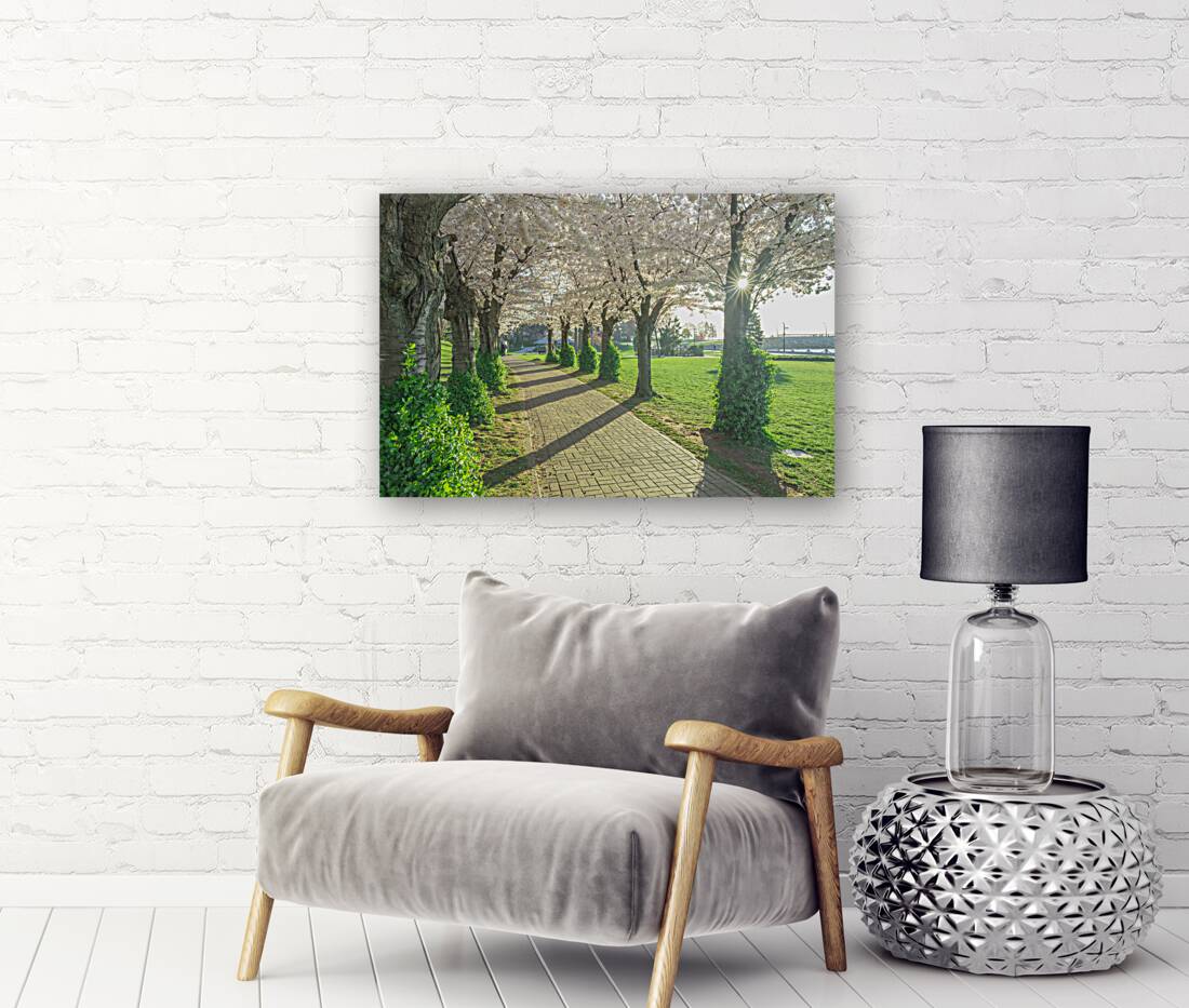 Cherry Blossom Pathway Reproduction