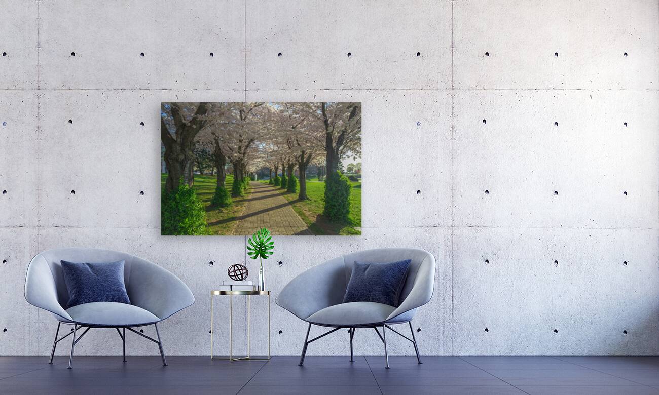 Cherry Blossom Pathway during sunrise Reproduction