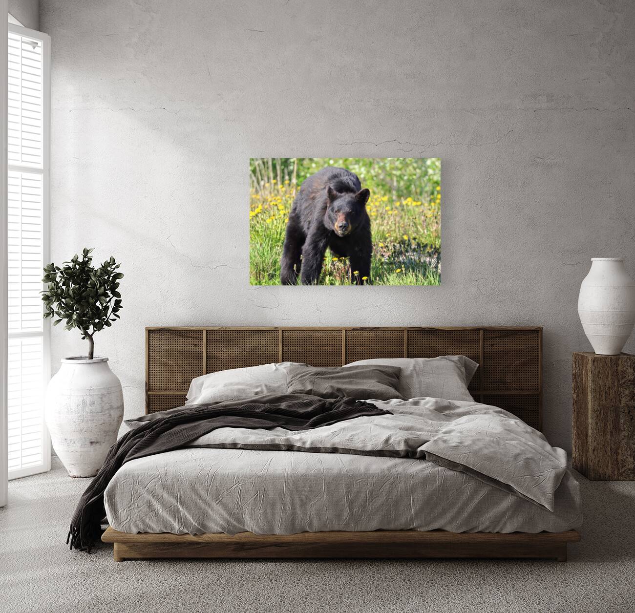 Black Bear Enjoying dandelions Reproduction