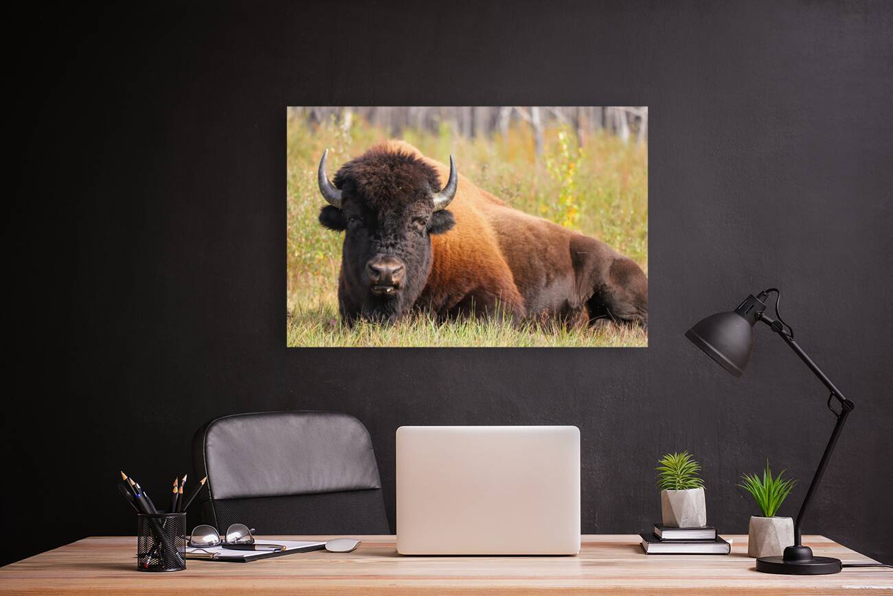 Friendly Giant   Wood Bison Reproduction