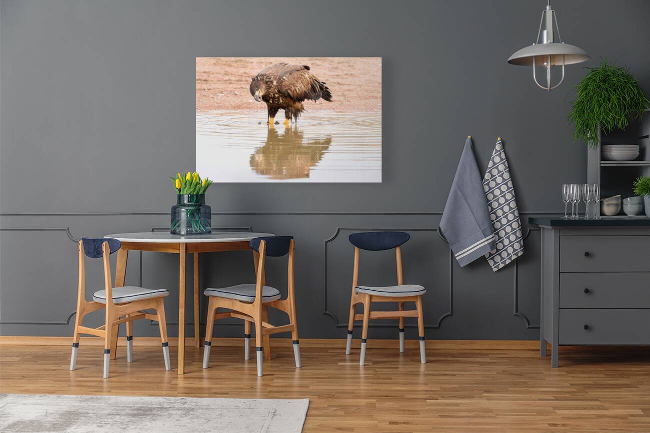 Juvenile Bald Eagle Reflection Reproduction