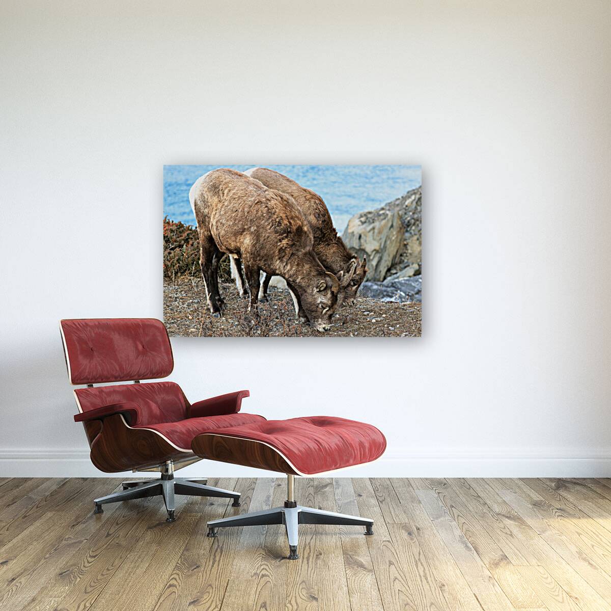 Young Mountain Rams Reproduction