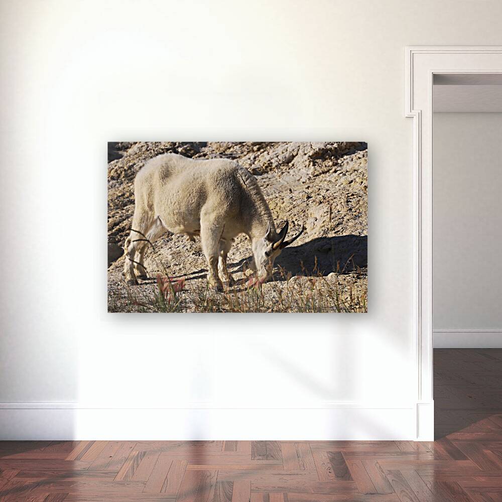 Jasper Mountain Goat Reproduction