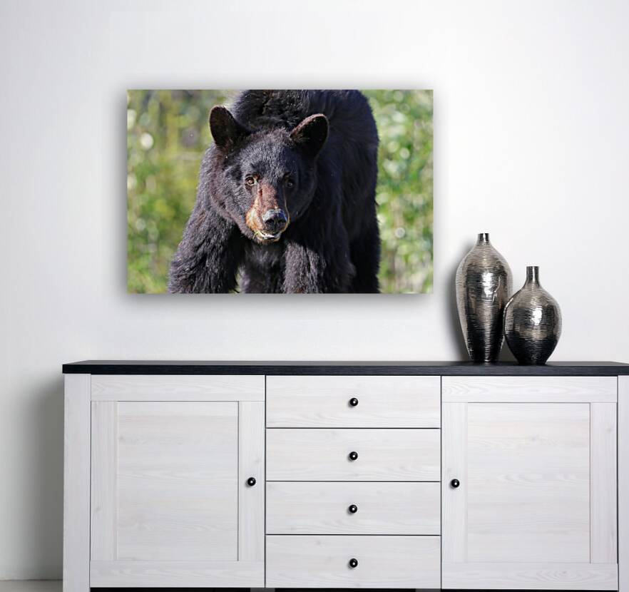 Black Bear Portrait Reproduction