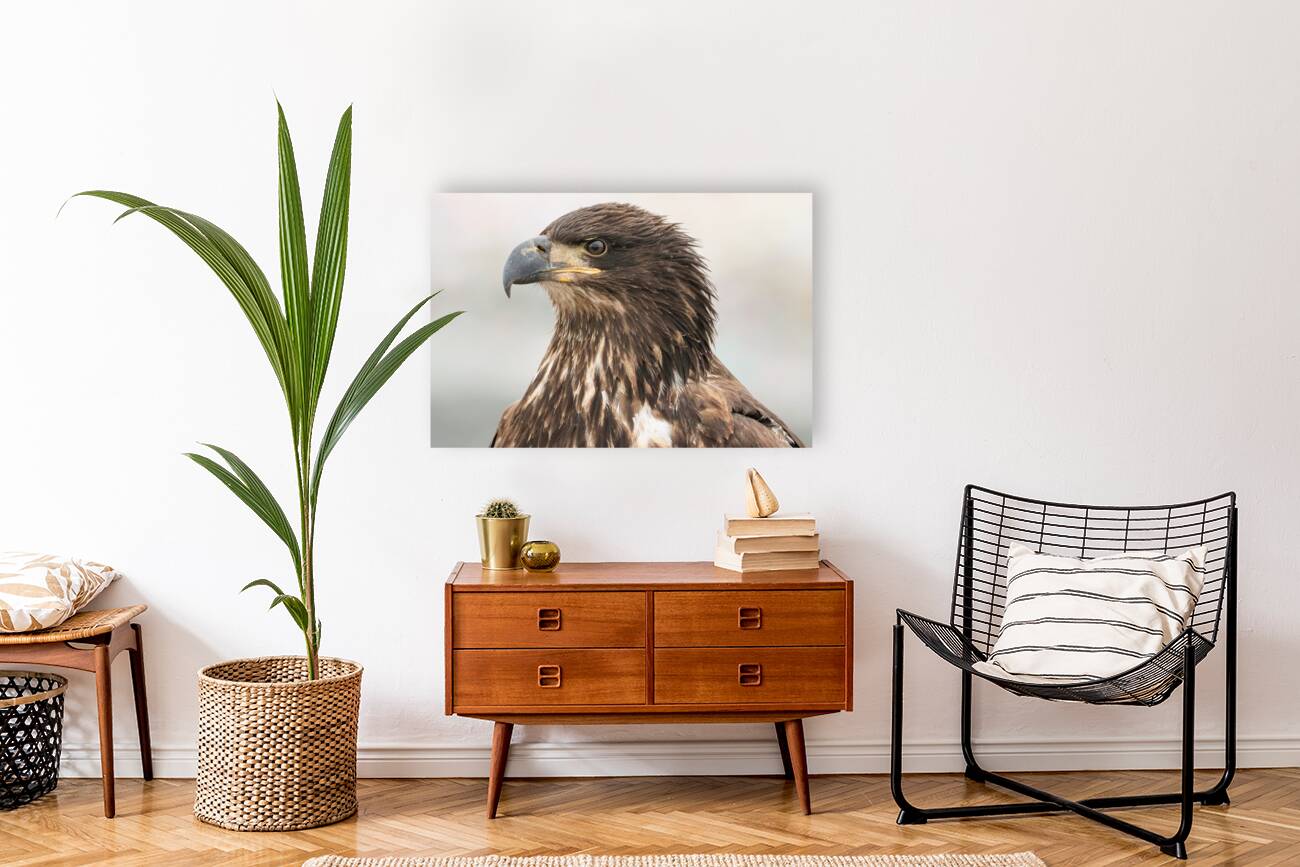 Juvenile Bald Eagle Portrait Reproduction
