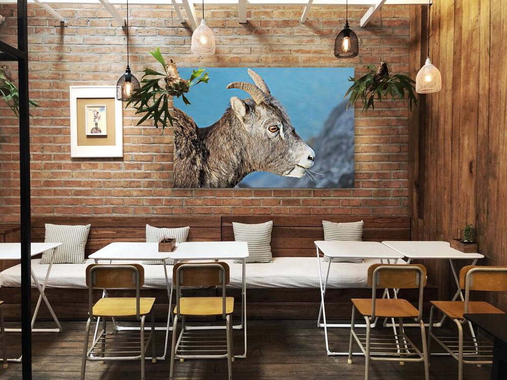 Mountain Ram Portrait Reproduction