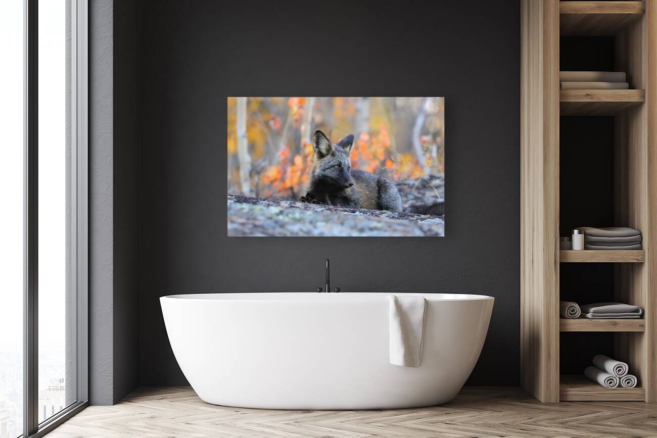 Young Crossfox in Autumn Reproduction