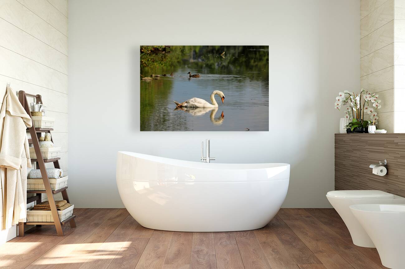 Swan Mirror reflections Reproduction